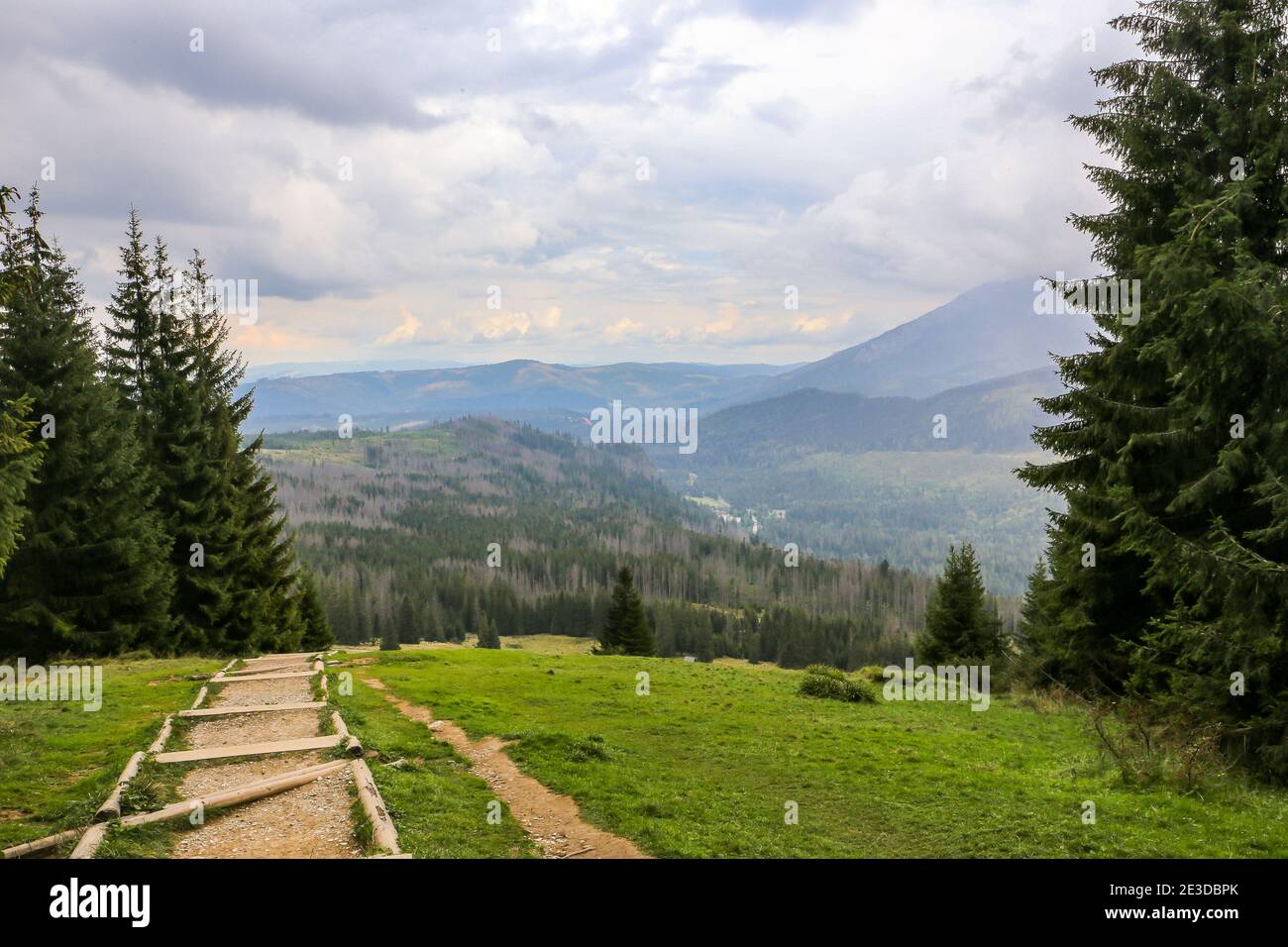 Sentier de montagne boueux sur une glade, avec des spruces et des pins autour, menant à Rusinowa Polana dans les montagnes Tatra, Pologne. Banque D'Images