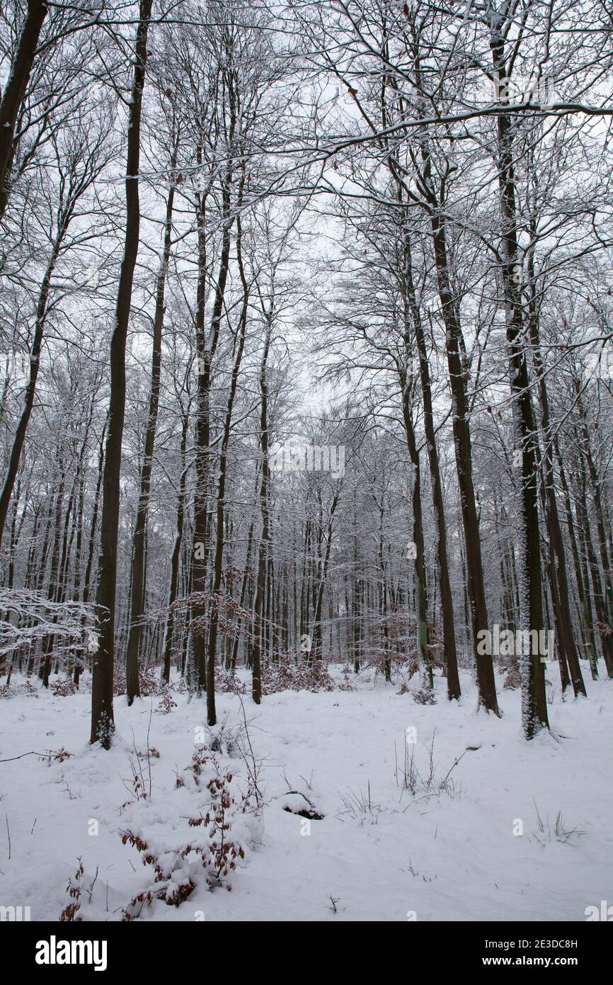 L'air froid de Sibérie couvre la Pologne dans la neige lourde et voit Banque D'Images