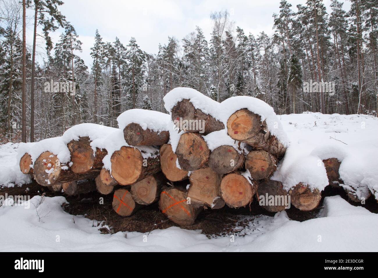 L'air froid de Sibérie couvre la Pologne dans la neige lourde et voit Banque D'Images