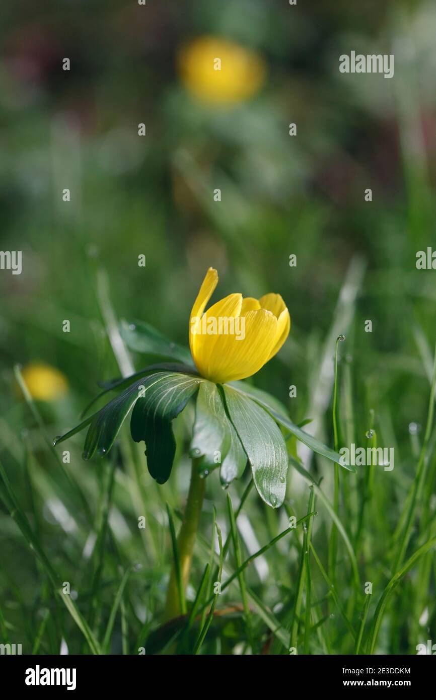 Eranthis hyemalis fleur en hiver. Banque D'Images