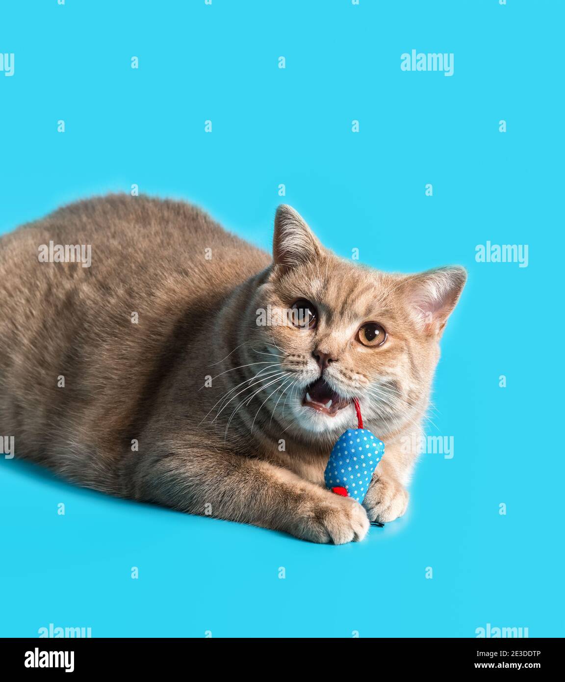 un chat de shorthair britannique de couleur pêche tient un jouet de souris de chiffon bleu dans ses pattes et grignoter sur une queue rouge. Les fangs blancs sont visibles Banque D'Images