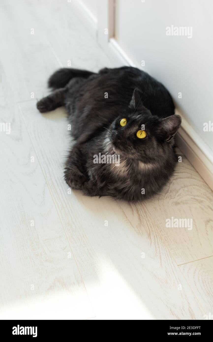 Beau chat noir domestique doux avec des yeux jaunes se trouve sur le plancher en bois. Jour ensoleillé, appartement lumineux. Les animaux de compagnie dorloter au soleil Banque D'Images