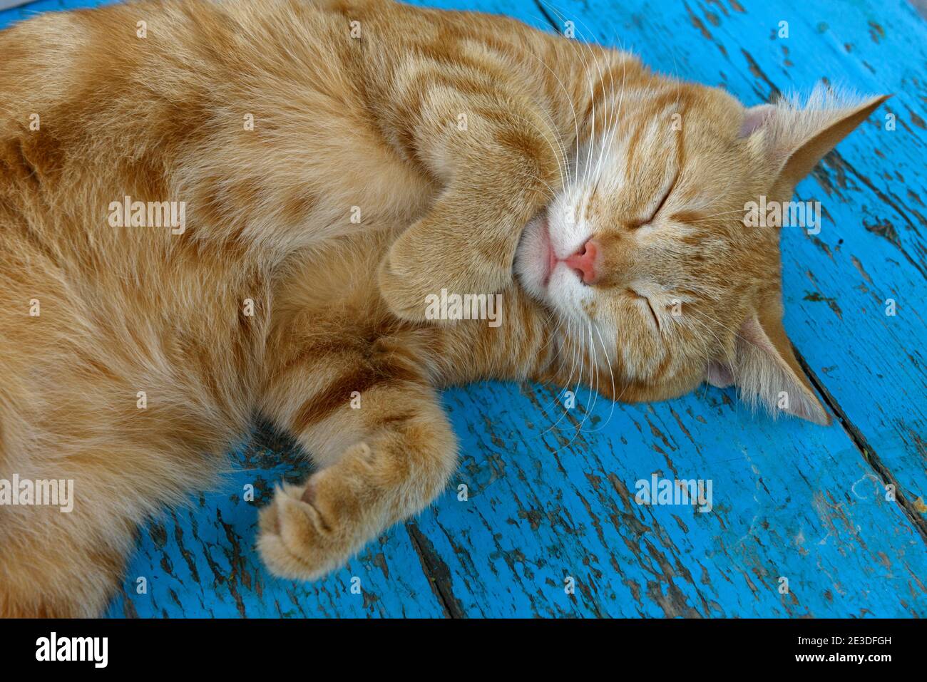 Portrait en gros plan de chat rouge endormi qui se pose sur la touche avec ses pattes et ses yeux fermés sur fond bleu. Banque D'Images