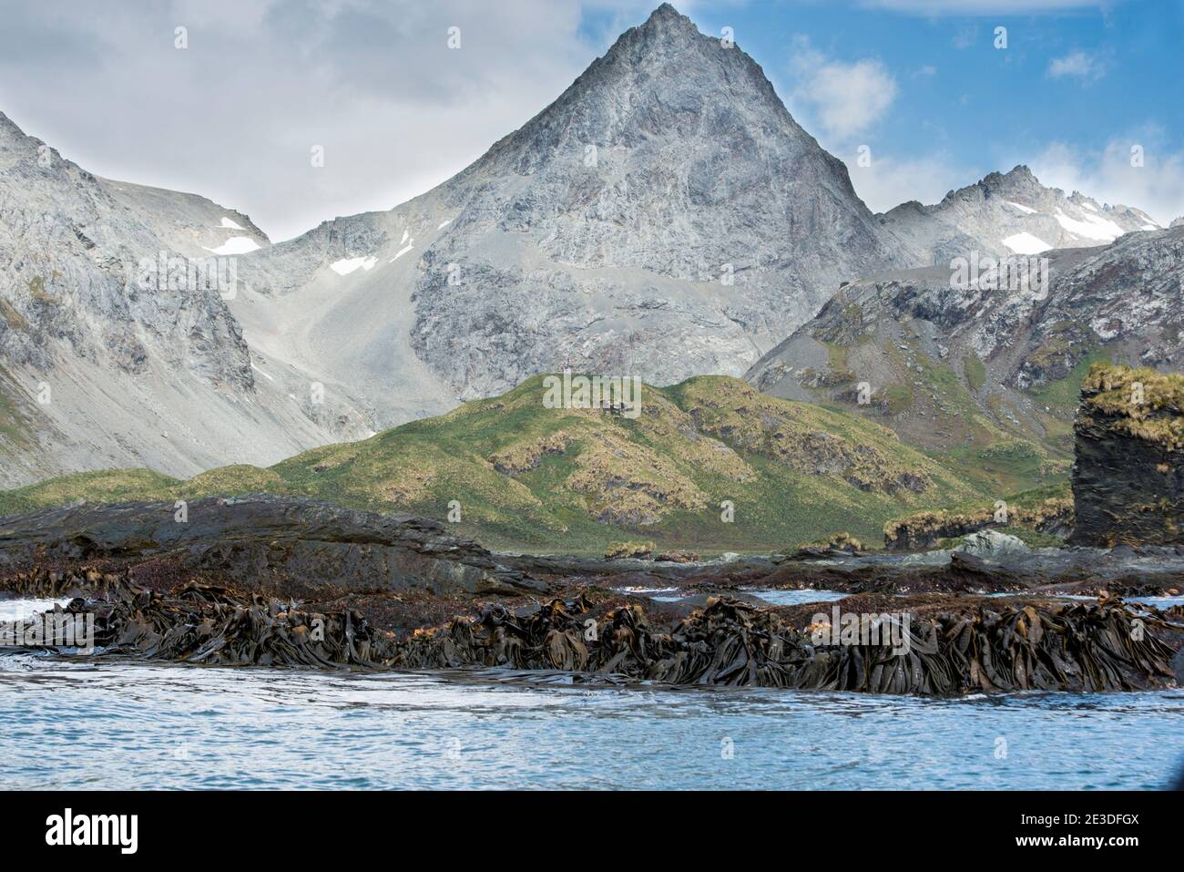 Varech exposé sur le rivage de Cooper Bay, Géorgie du Sud, Antarctique, Banque D'Images