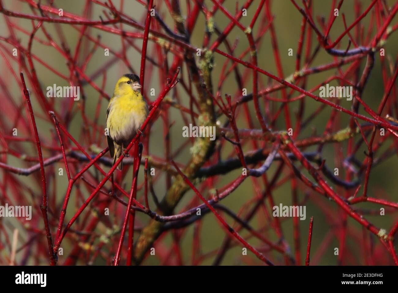 Siskin en bois de chien Banque D'Images