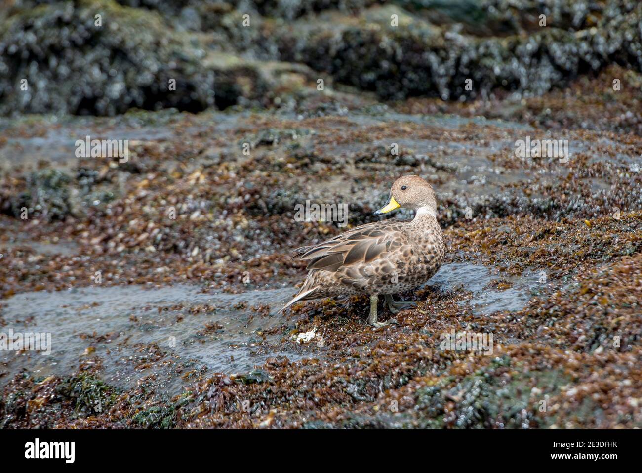 Géorgie du Sud Pintail, Anas georgica georgica, Cooper Bay, Géorgie du Sud, Antarctique. Banque D'Images