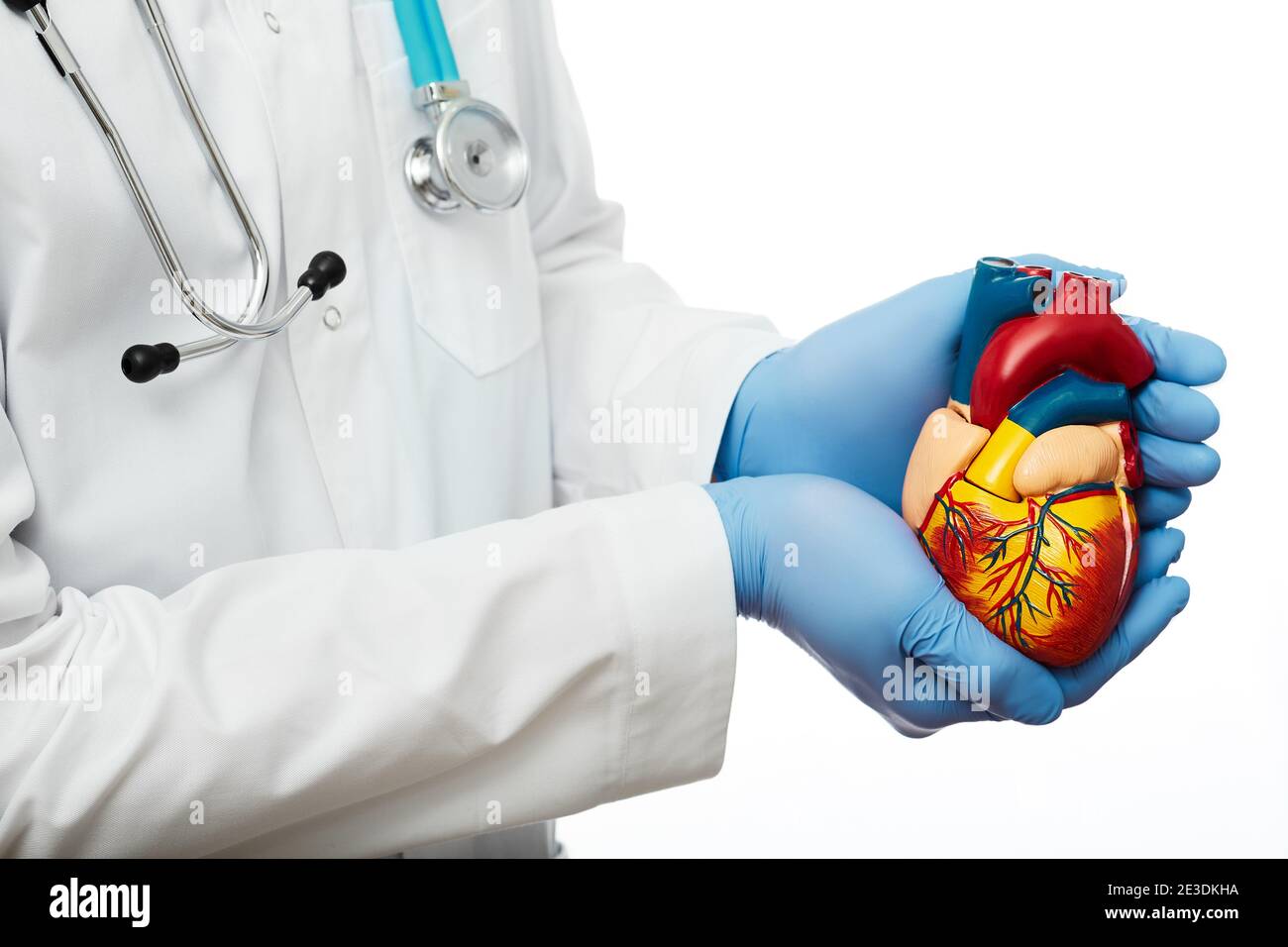 Un chirurgien cardiaque doté d'un stéthoscope tient un coeur modèle dans ses mains. Concept de soutien médical pour la santé cardiaque humaine. Arrière-plan blanc Banque D'Images