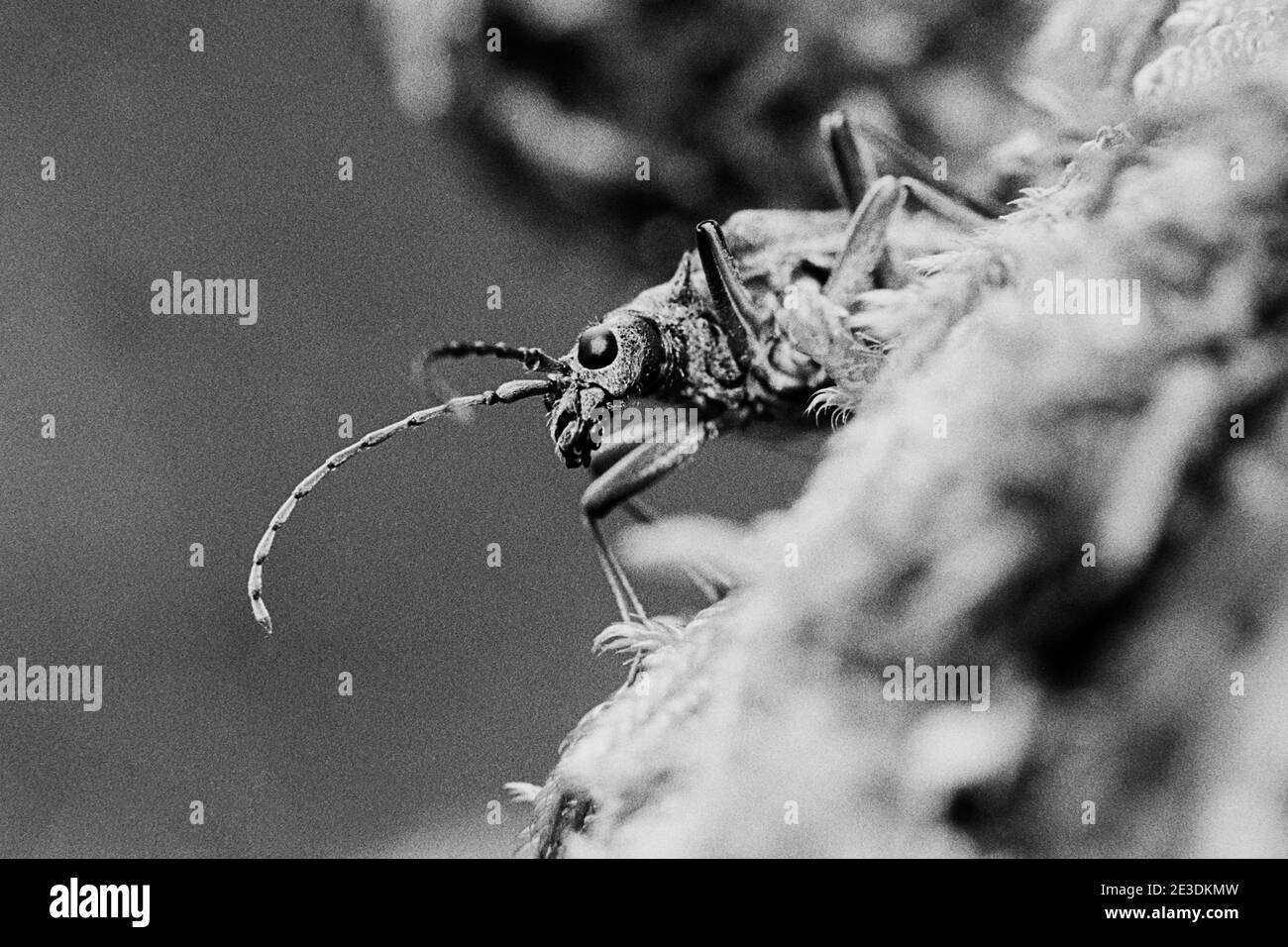 Rębacz dwupaskowy/Longhorn Beetle (Rhagium bifasciatum) Banque D'Images