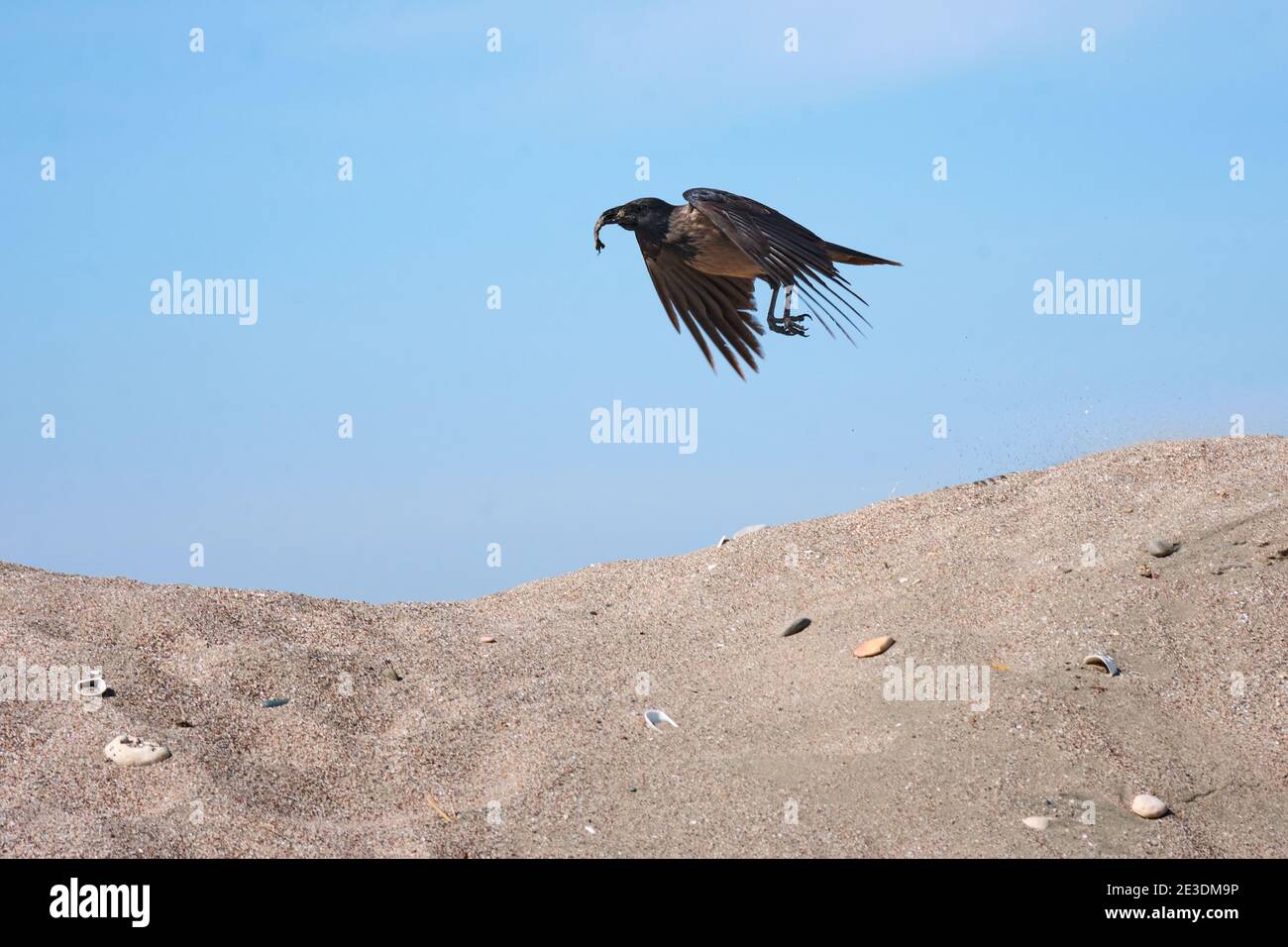 Noir corbeau transportant des aliments dans son bec Banque D'Images