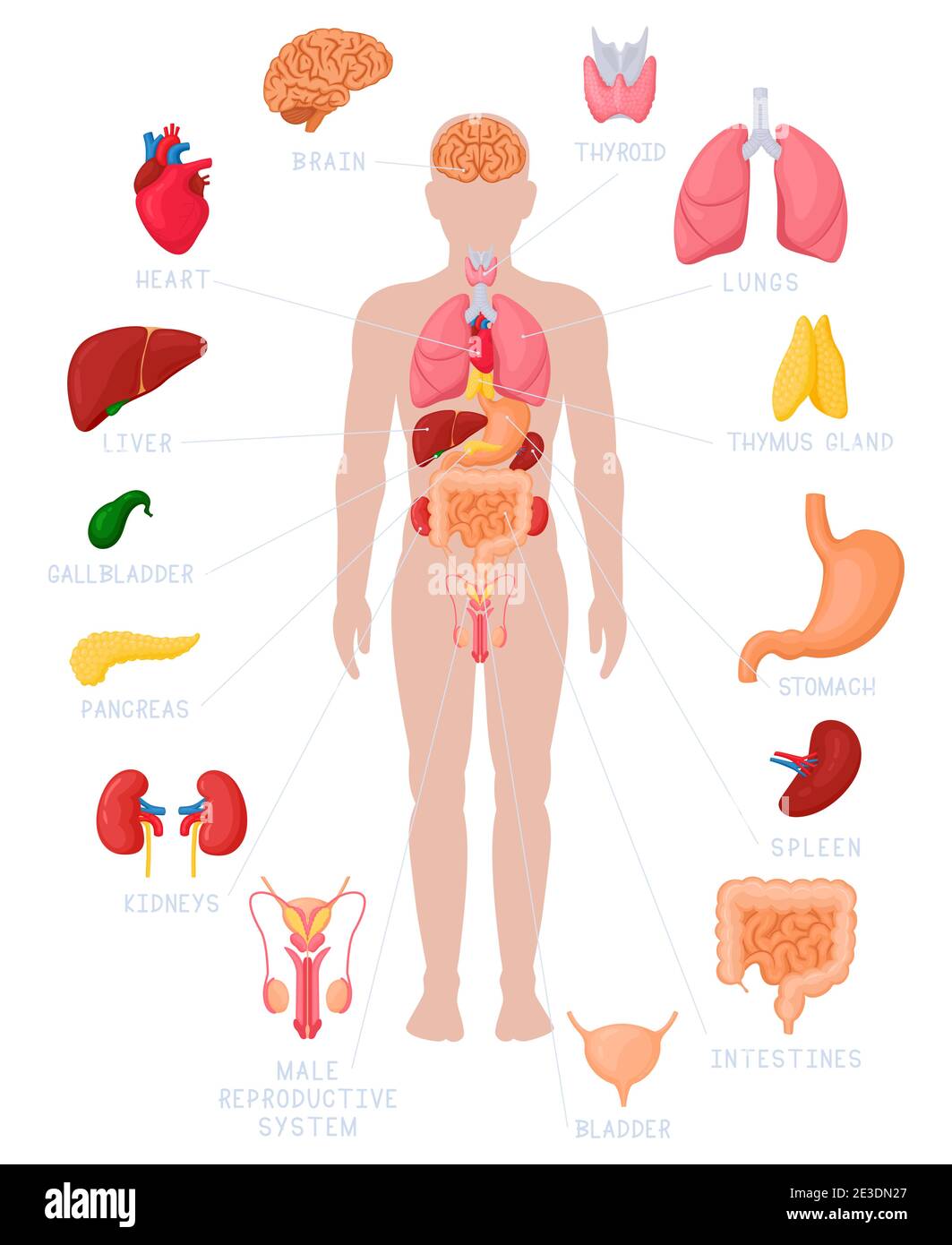 Infographie sur l'anatomie humaine. Noms et emplacement des organes internes anatomiques, illustrations des reins, du cœur et du cerveau. Organes internes médicaux Illustration de Vecteur