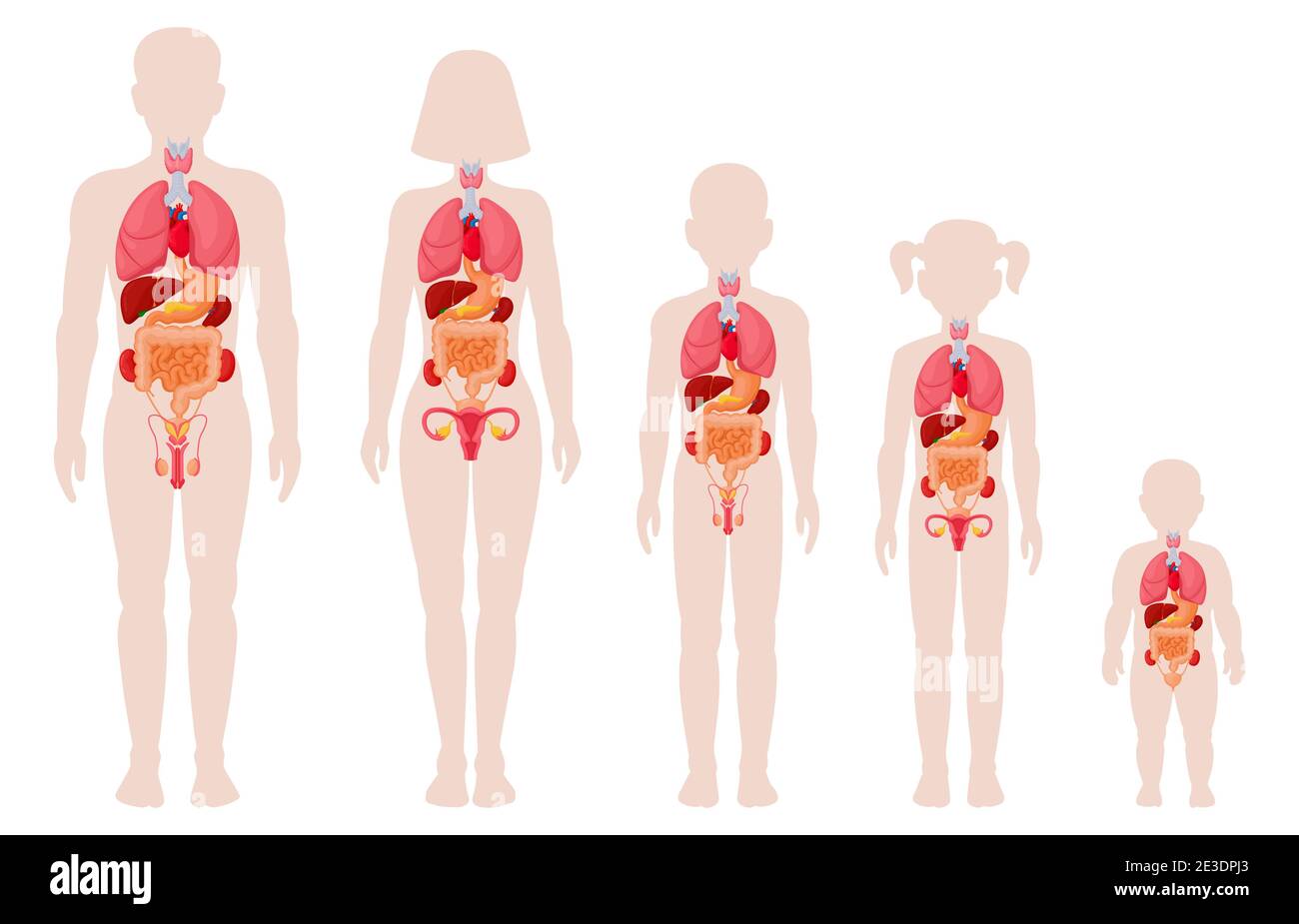 Organes de l'anatomie humaine. Homme, femme, fille, garçon et nouveau-né avec des illustrations vectorielles de localisation des organes internes. Infographie médicale sur les organes internes Illustration de Vecteur