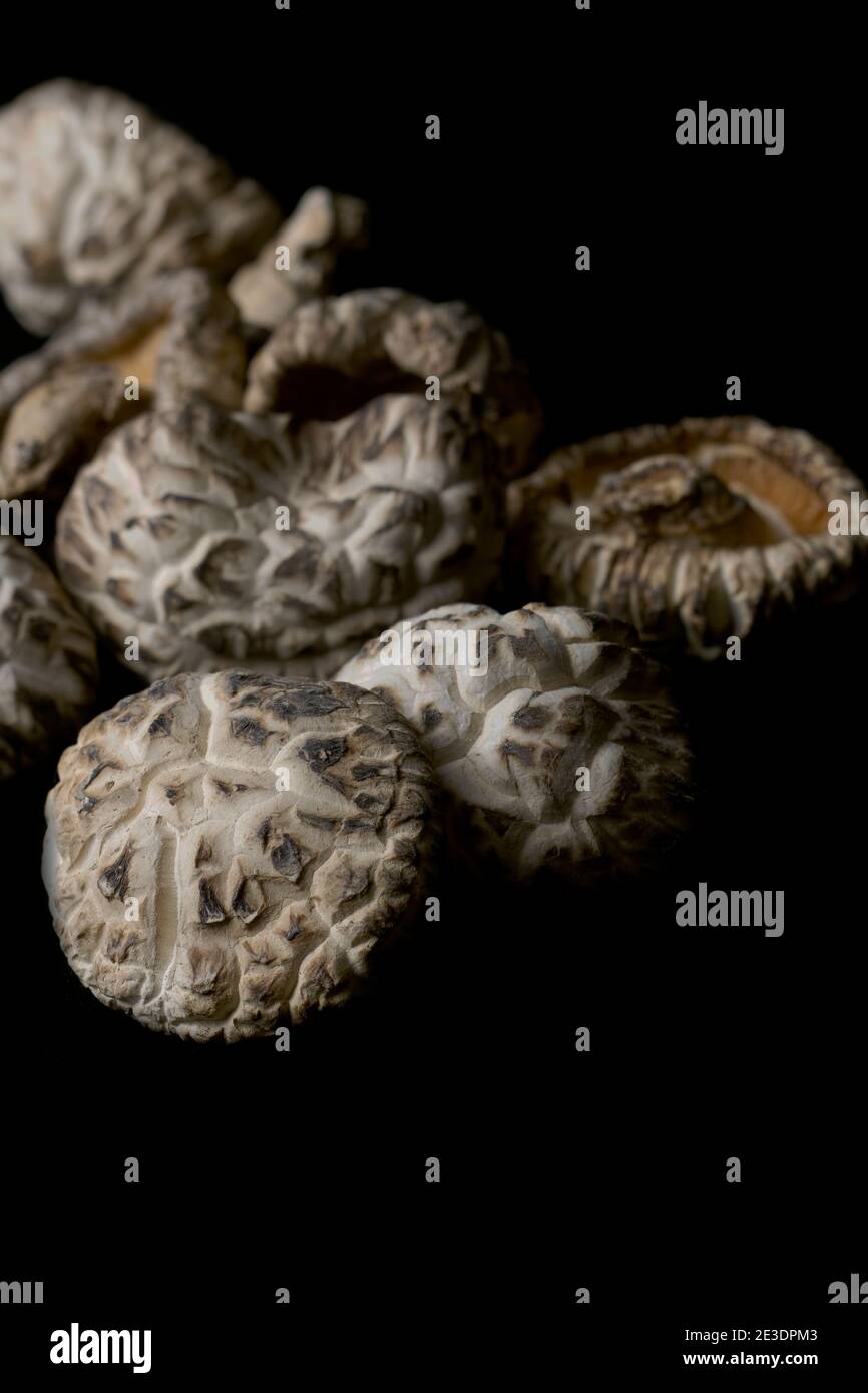 Branchies de champignons shiitake séchées gros plan. Banque D'Images
