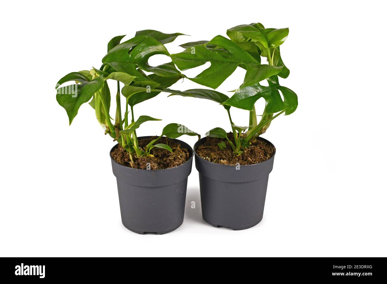 Deux petites maisons tropicales 'Rhaphidophora tétrasperma' avec des feuilles à trous, également appelées 'Monstera minima' dans un pot de fleurs isolé sur le dos blanc Banque D'Images