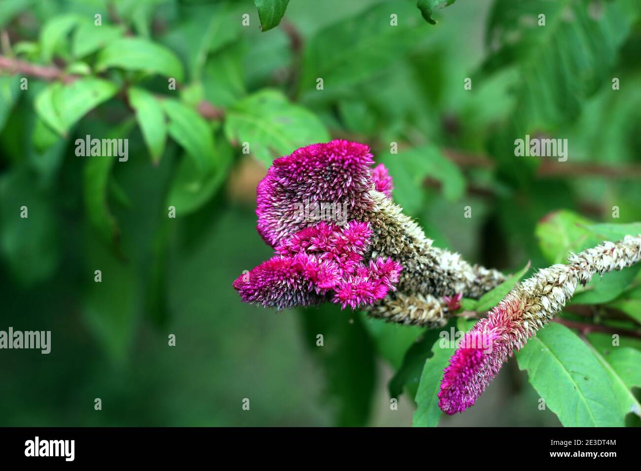 Gros plan bouquet de fleurs violettes de forme pointue Banque D'Images