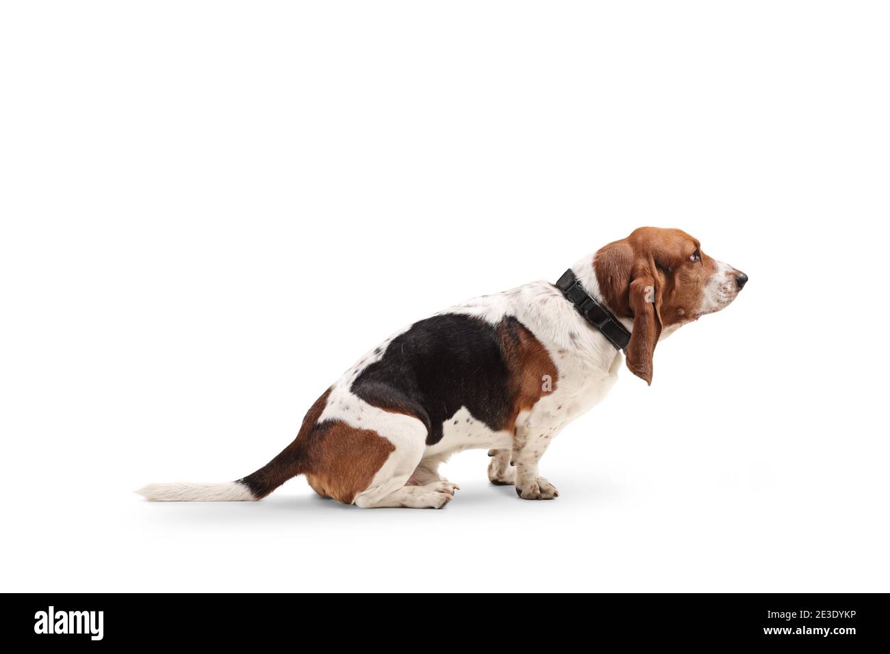 Photo de profil d'un chien de petit chien isolé sur blanc arrière-plan Banque D'Images