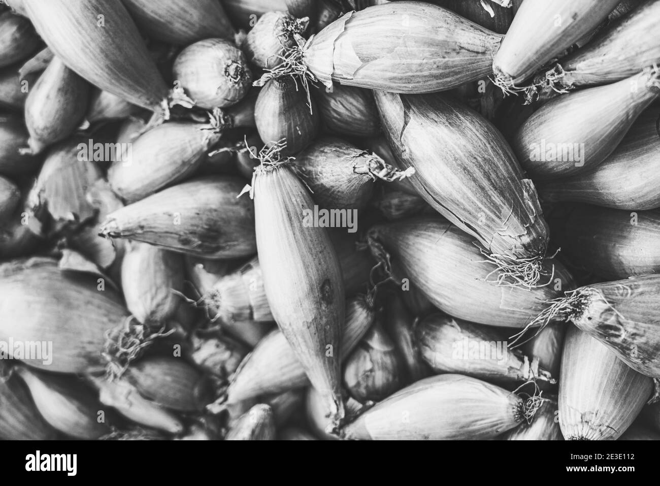 photo noir et blanc vintage d'un tas d'oignons Banque D'Images