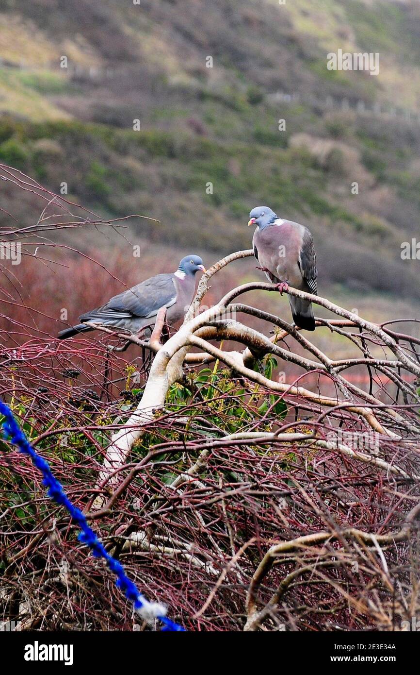 Île de Portland. 18 janvier 2021. Météo Royaume-Uni. Une paire de pigeons en bois adorés, profitez d'une journée printanière sur l'île de Portland. Crédit : stuart fretwell/Alay Live News Banque D'Images