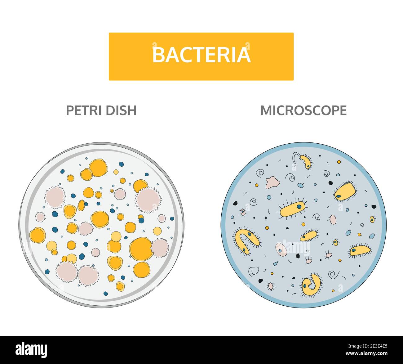 Style Doodle, dessin dessiné à la main. Concept médical plat. Colonies colorées de bactéries dans une boîte de Pétri en verre et bactéries jaunes colorées avec un nu bleu Illustration de Vecteur