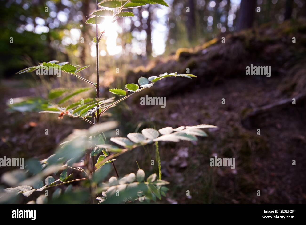 Magnifique coucher de soleil dans la forêt printanière. Soleil chaud, atmosphère idéale pour une promenade en début de soirée. Banque D'Images