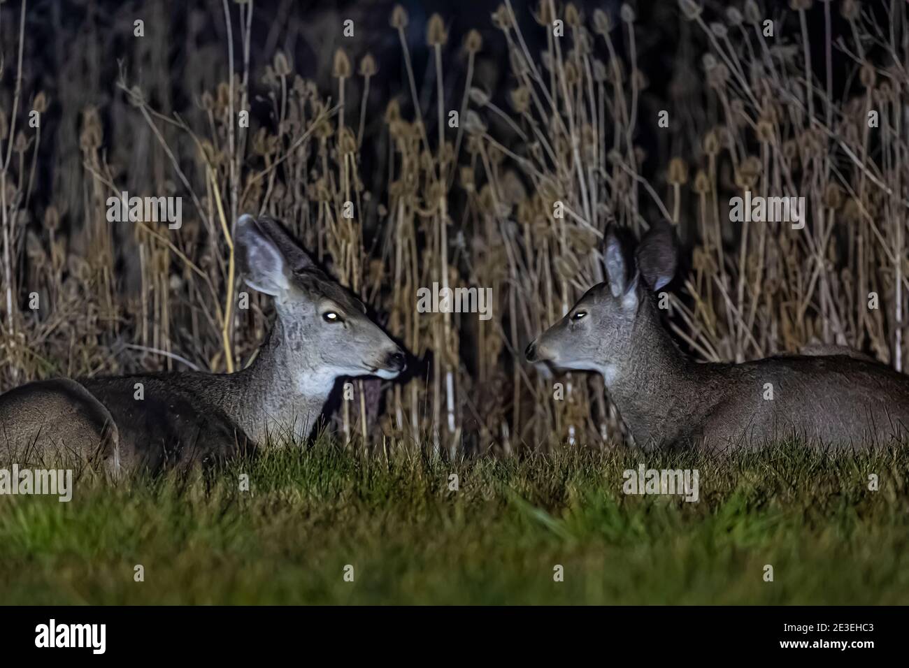 Mule Deer, Odocoileus hemionus, la nuit au camping page Springs, Frenchglen, Oregon, États-Unis Banque D'Images