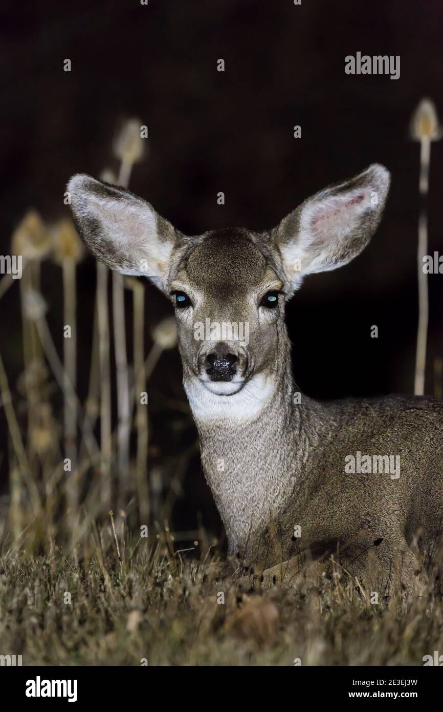 Mule Deer, Odocoileus hemionus, la nuit au camping page Springs, Frenchglen, Oregon, États-Unis Banque D'Images
