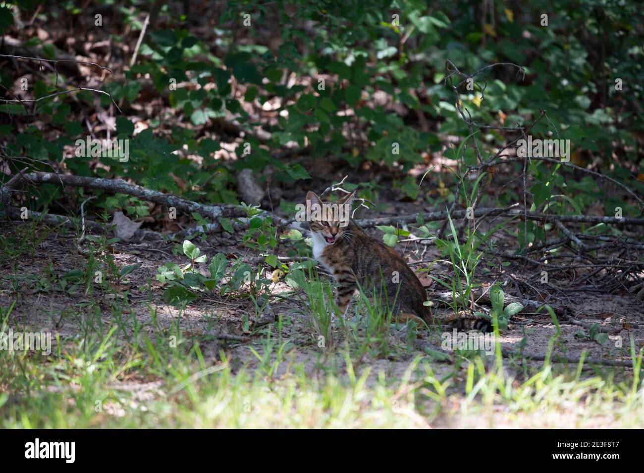 Chaton sans collier regardant autour avec prudence et mearder Banque D'Images
