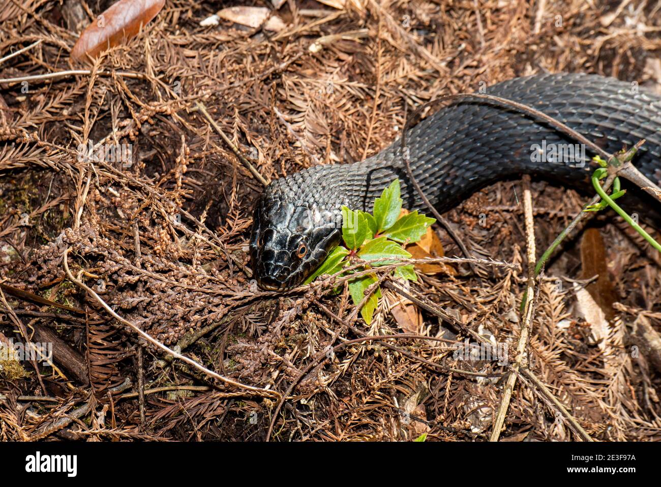 Copeland, Floride. Parc national de la réserve de Fakahatchee Strand. Serpent d'eau à bandes 'Nerodia fasciata' dans les Everglades. Banque D'Images