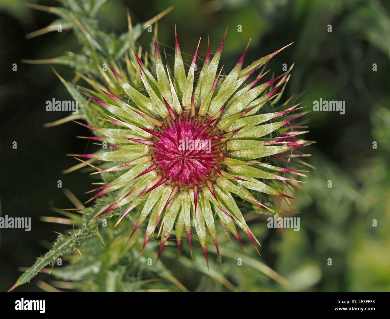 Motif rayonnant de bractées vertes à bout violet de bourgeon floral de Musk Thistle sur la prairie de calcaire de Cumbria, Angleterre, Royaume-Uni Banque D'Images