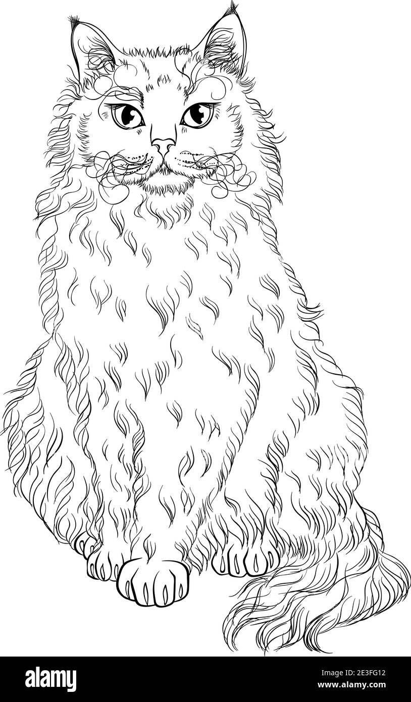 La Perm, un chat assis, attend avec impatience. Illustration vectorielle de dessin au trait adaptée à la page de livre de coloriage. Impression manuelle style de dessin isolé sur fond blanc. Chat doux avec un style simple. Illustration de Vecteur