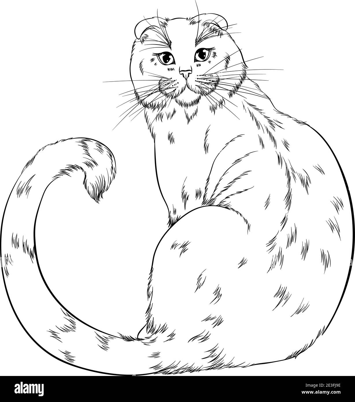 Scottish Fold chat assis en arrière avec le visage tourné vers le spectateur. Illustration vectorielle de dessin au trait pour la page de livre de coloriage. Impression manuelle style de dessin isolé sur fond blanc. Chat doux et simple Illustration de Vecteur