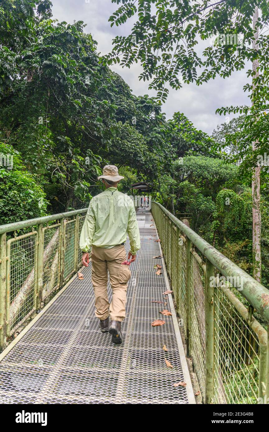 Homme marchant sur la promenade de la canopée au Rainforest Discovery Centre en Malaisie Banque D'Images