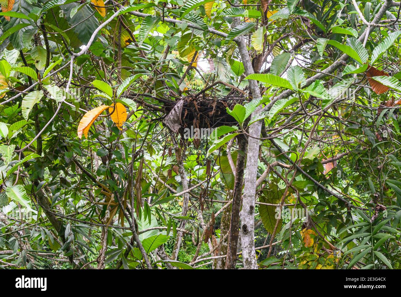 l'orangé nichent dans une forêt tropicale Banque D'Images