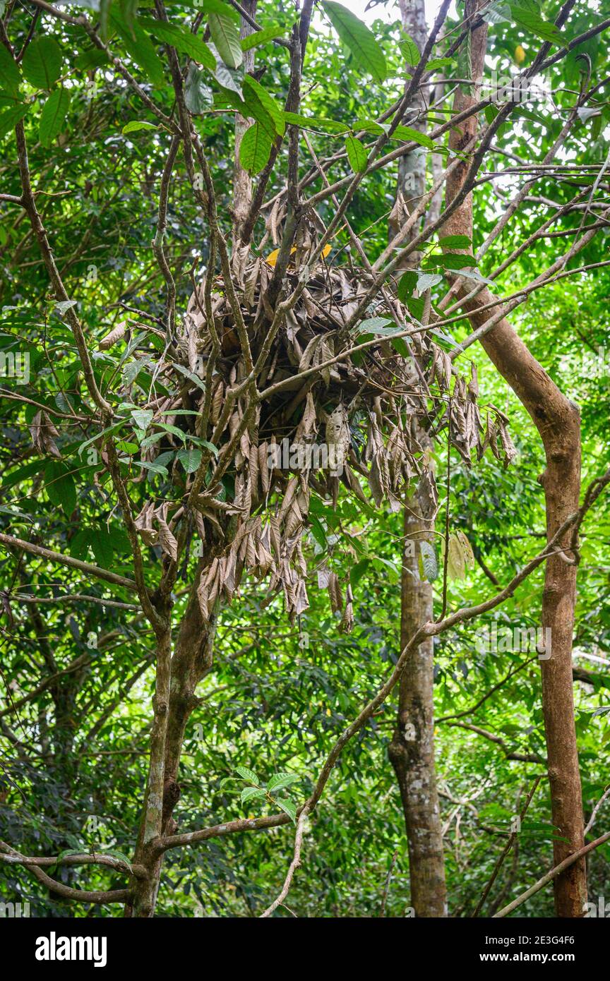 l'orangé nichent dans une forêt tropicale Banque D'Images