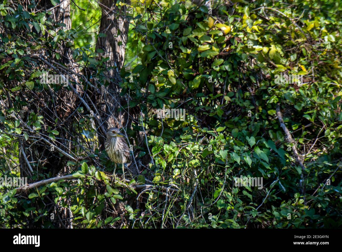 Copeland, Floride. Réserve d'État de Fakahatchee Strand. Héron de nuit à couronne noire juvénile; Nycticorax nycticorax dans les everglades. Banque D'Images