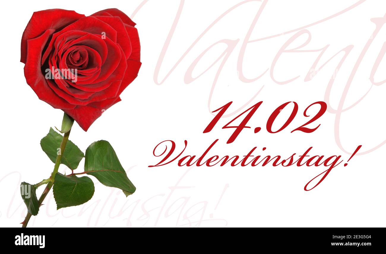 Rose naturelle du jardin botanique Banque D'Images