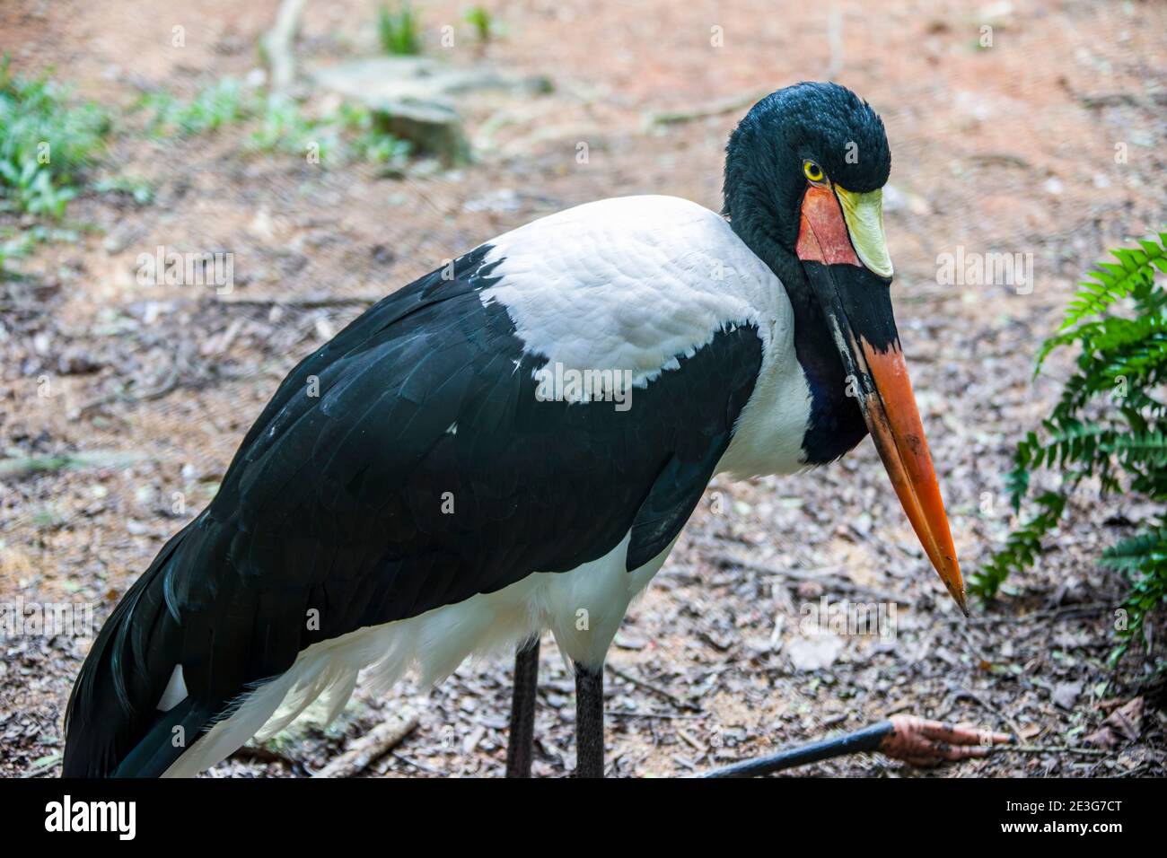 Le cigotype à bec grêle (Ephippiorhynchus senegalensis) est un grand oiseau à gué de la famille des ciconiidés. C'est une espèce répandue. Banque D'Images