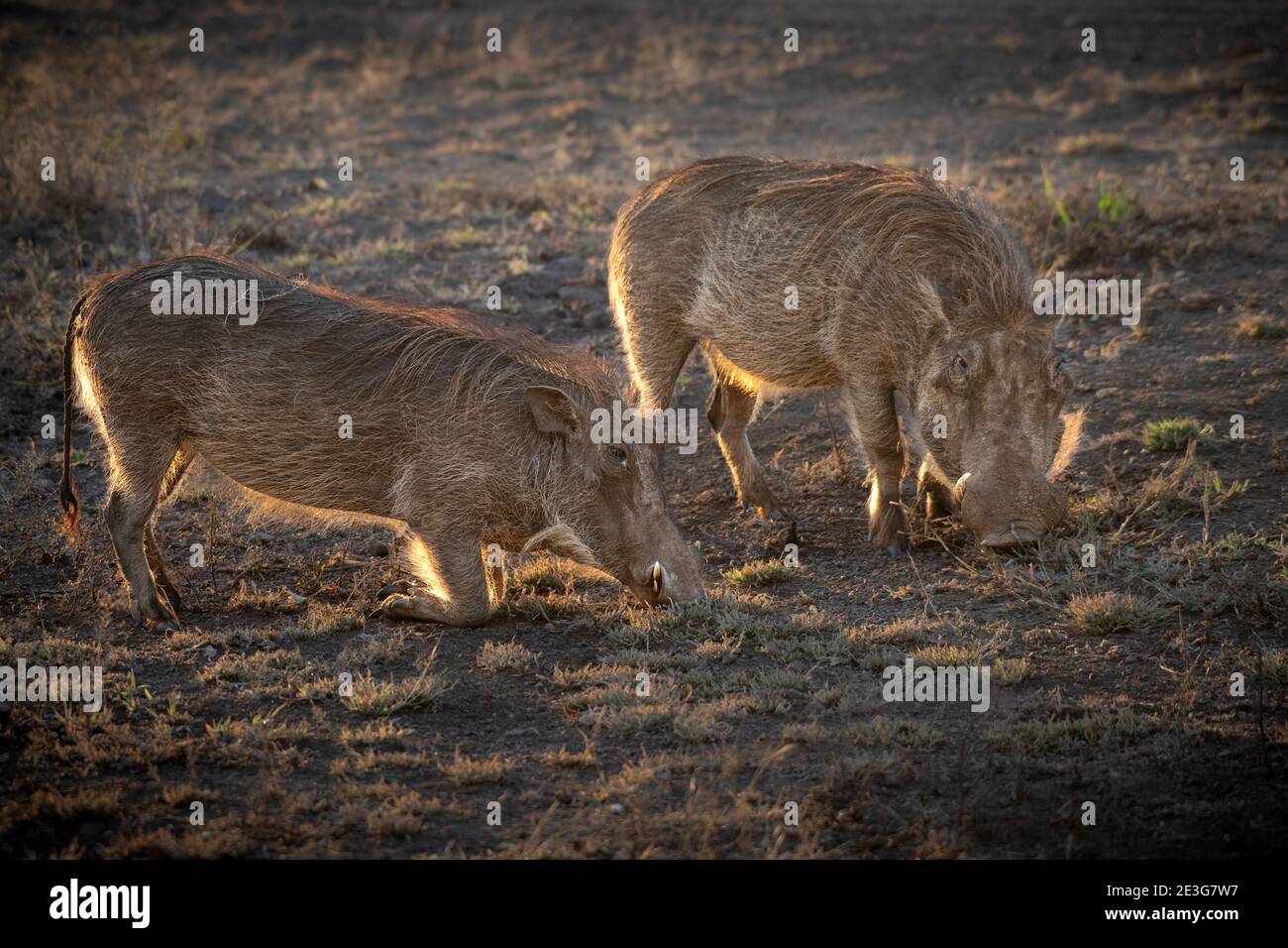 Les warthogs sauvages en Afrique. Banque D'Images