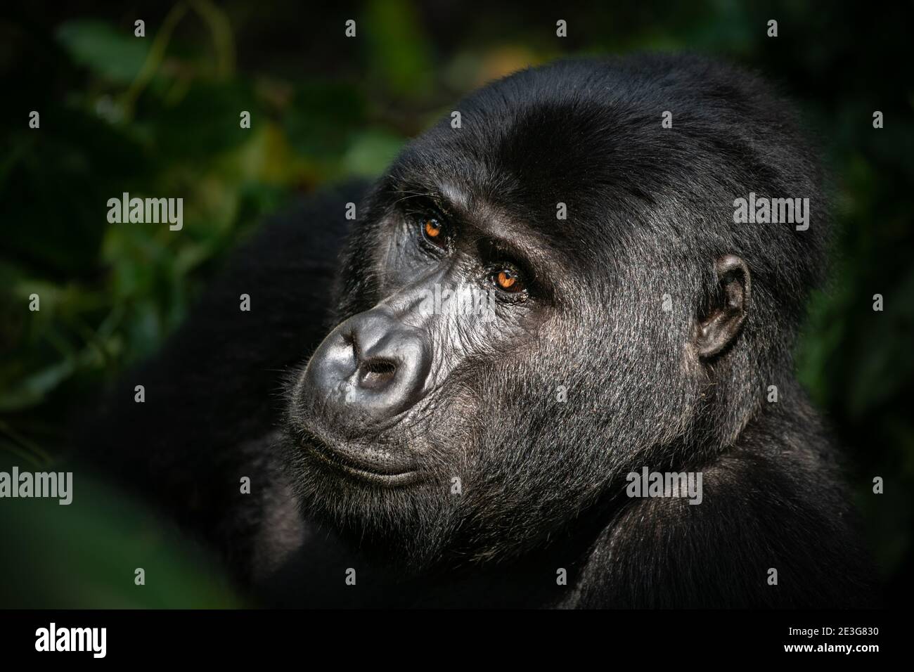 Des gorilles de montagne sauvages en danger critique en Ouganda. Banque D'Images