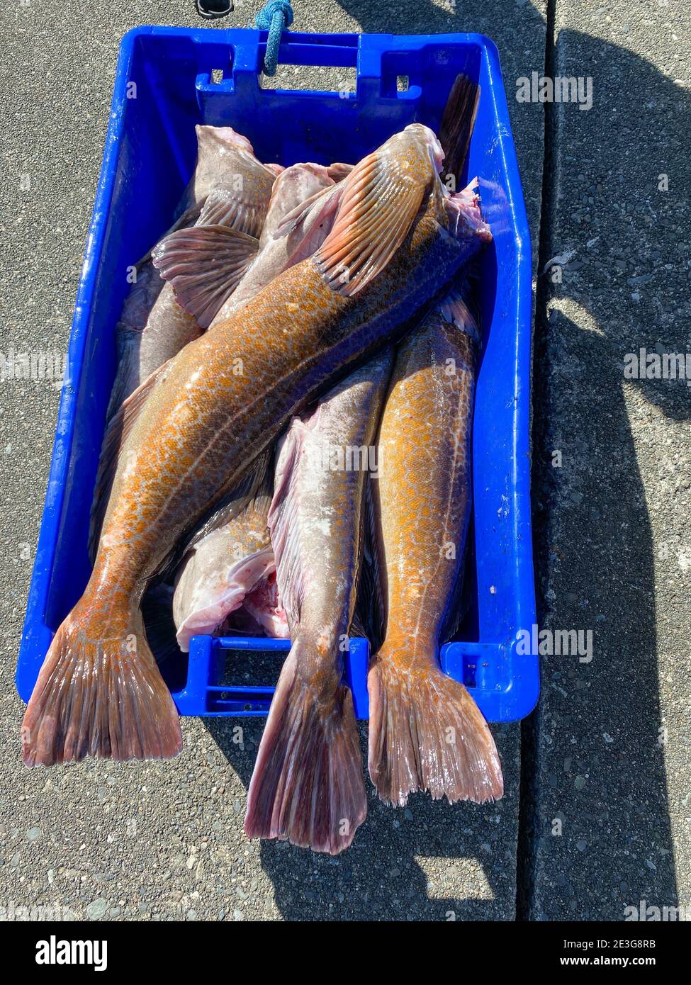 Un grand fourre-tout de poisson est rempli de morue charbonnière du Pacifique sur une verrière de pêche dans la petite ville de Winter Harbour, en Colombie-Britannique Banque D'Images