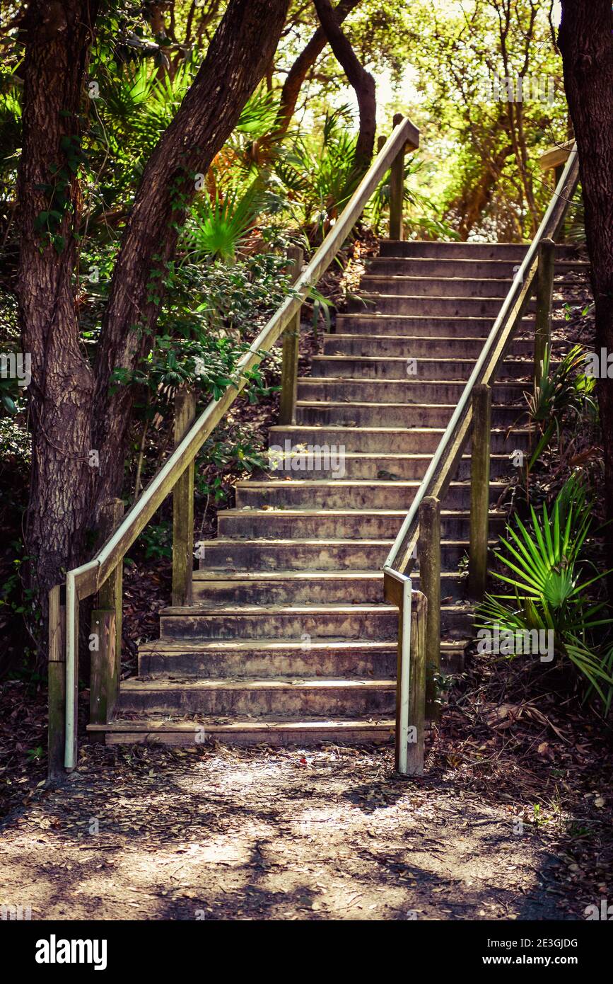 Escalier au ciel pas probable, avec une mystérieuse ambiance de parc en bord de mer escaliers en bois ombragés par des arbres et des palmiers côtiers sur l'île Amelia, FL, USA Banque D'Images