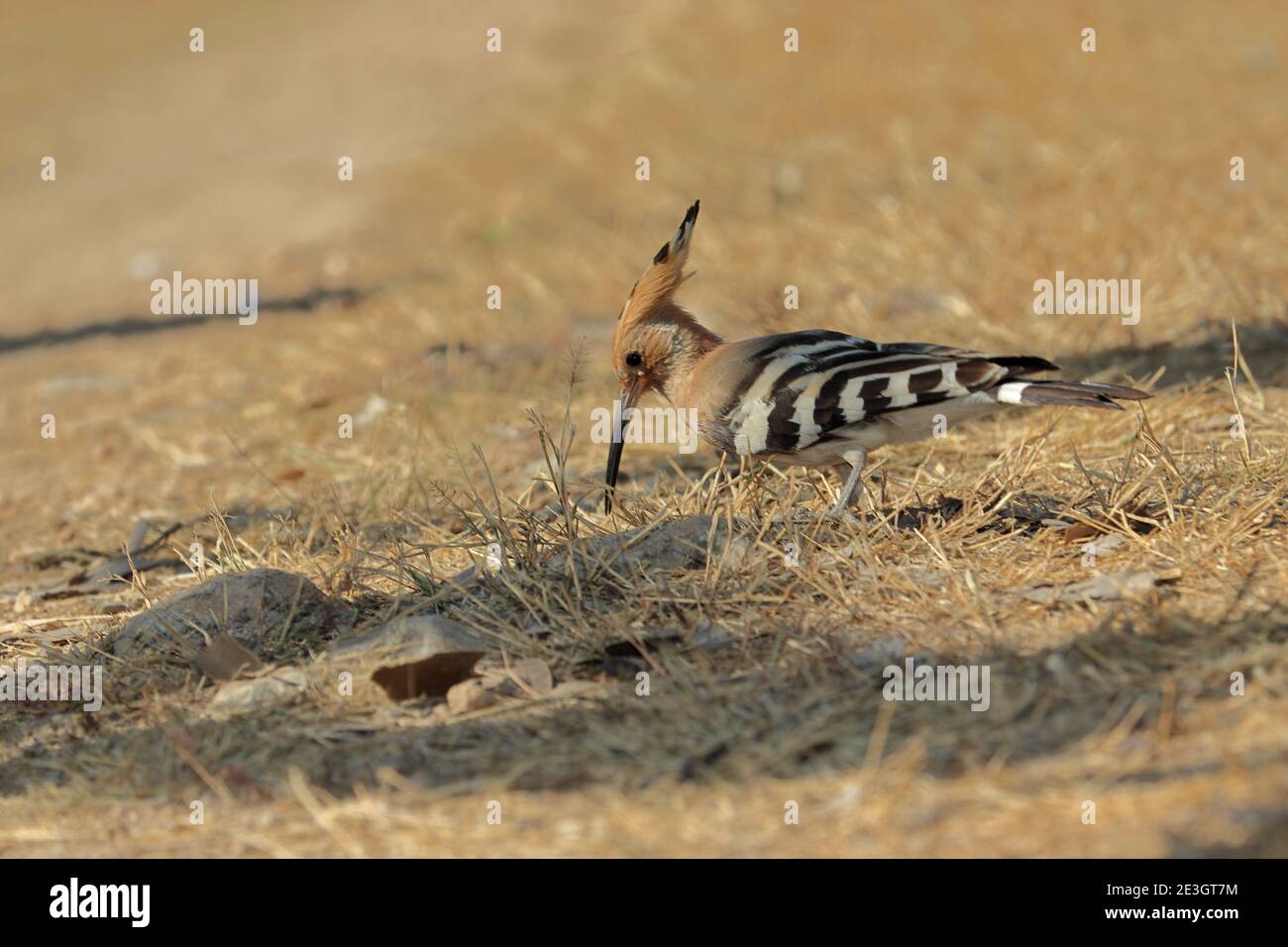 Un bel oiseau mange de petites créatures vivant sur le sol, oiseau sauvage Banque D'Images