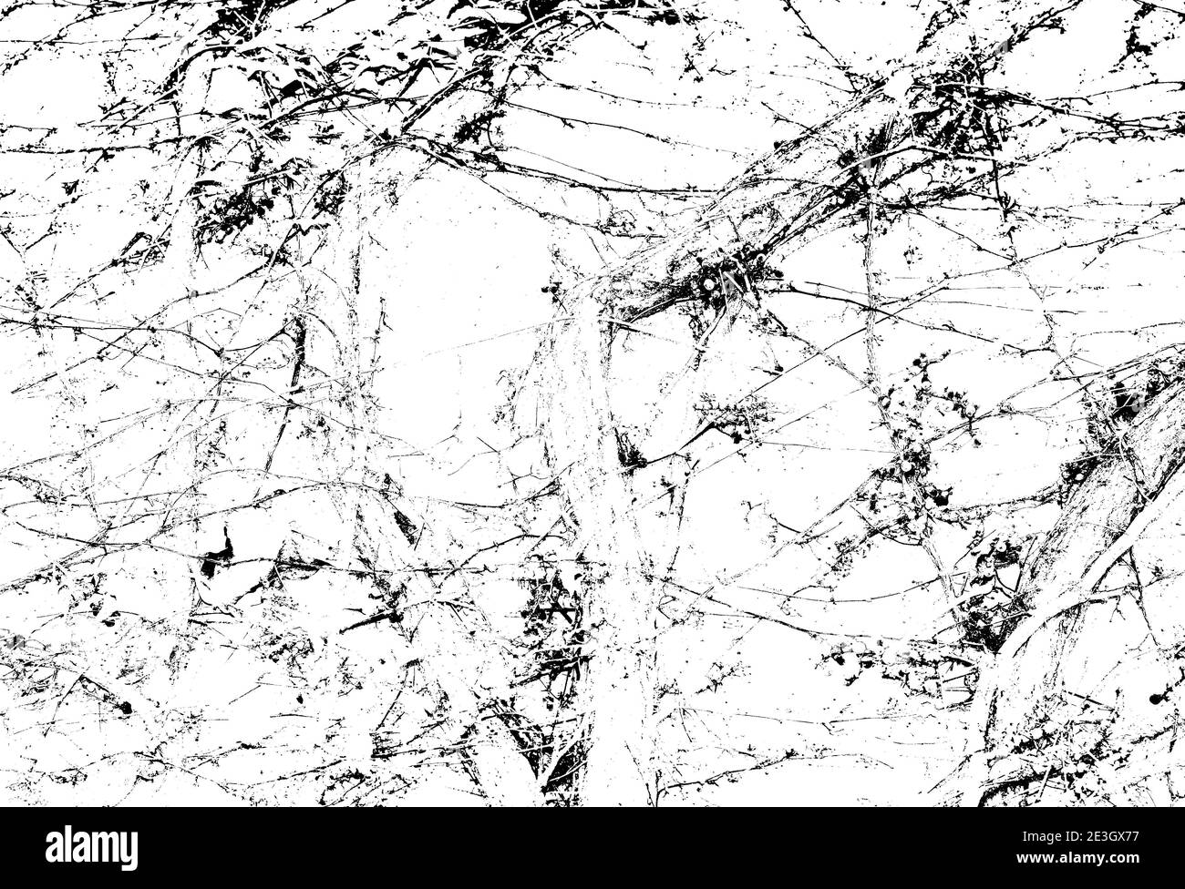 Plante de clambering Parthenocissus - Virginia super-réducteur- baies et vignes sèches sur mur de béton à la fin de l'automne. Arrière-plan floral abstrait. Noir et blanc Banque D'Images