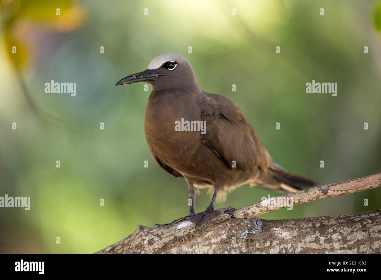 Brown Noddy; Anous stolidus; Seychelles Banque D'Images