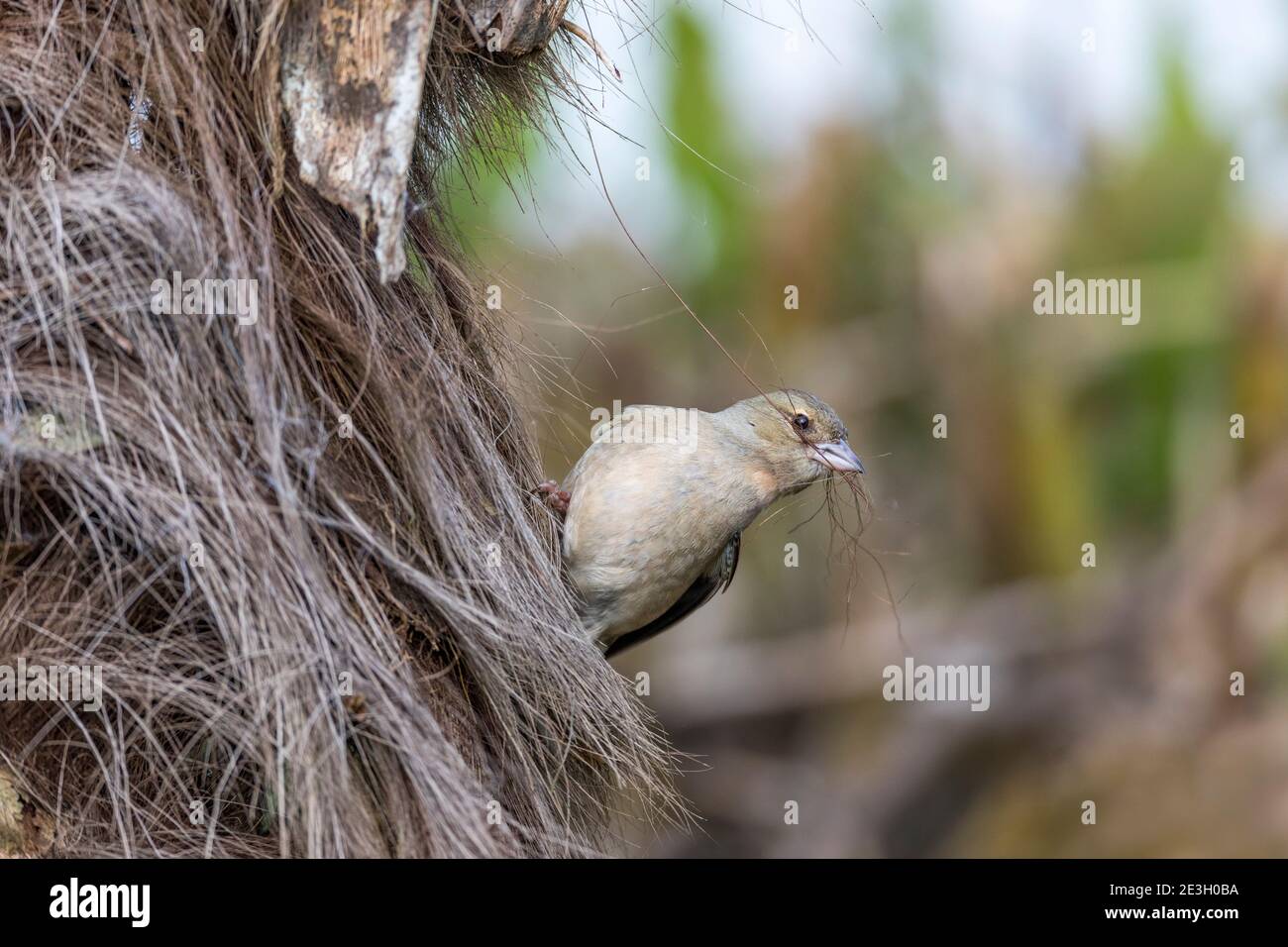 Chaffinch; Fringilla coelebs; femelle collectant le matériel de nidification; UK Banque D'Images