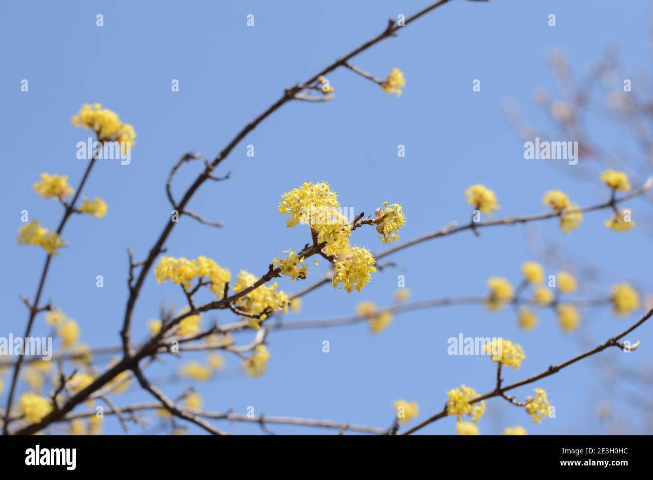 Branches de l'arbre de Cornus mas au début du printemps, la cerise de Cornélien fleurit avec de petites fleurs jaunes Banque D'Images