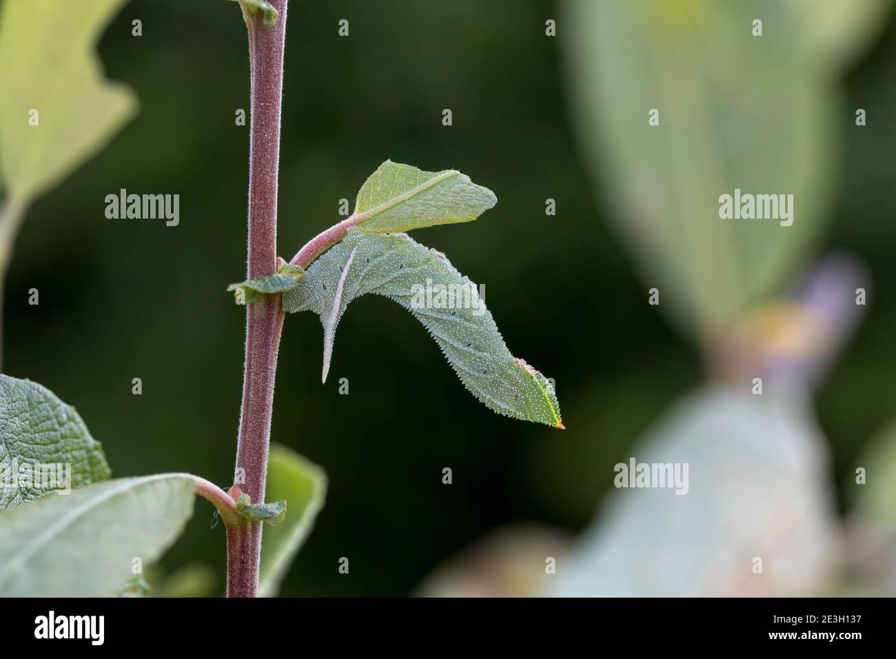 Larve de la buse à yeux; Smerinthus ocellatus; Royaume-Uni Banque D'Images