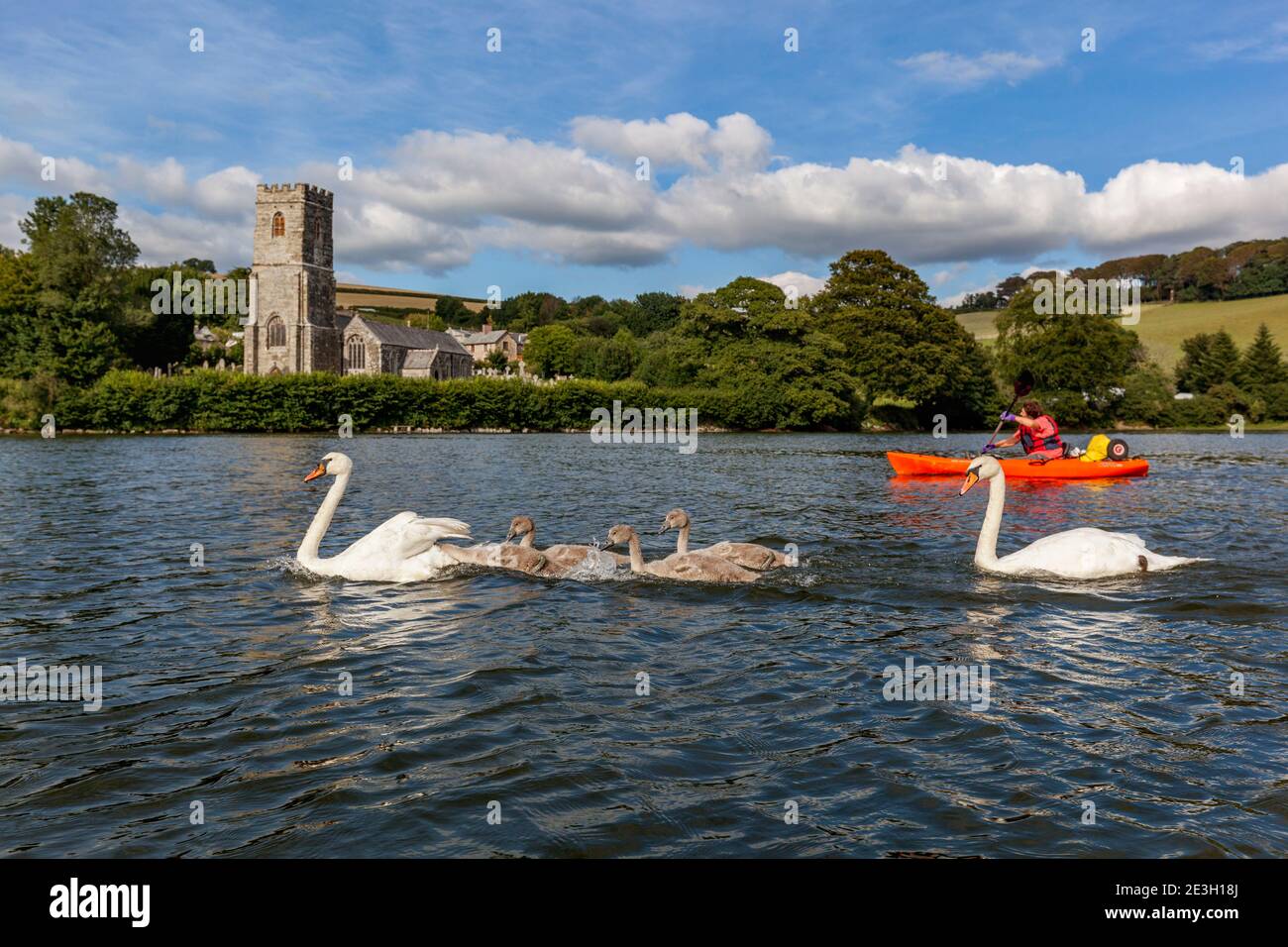 Fowey River, Mute Swan Family et Kayaker, Cornwall, Royaume-Uni Banque D'Images
