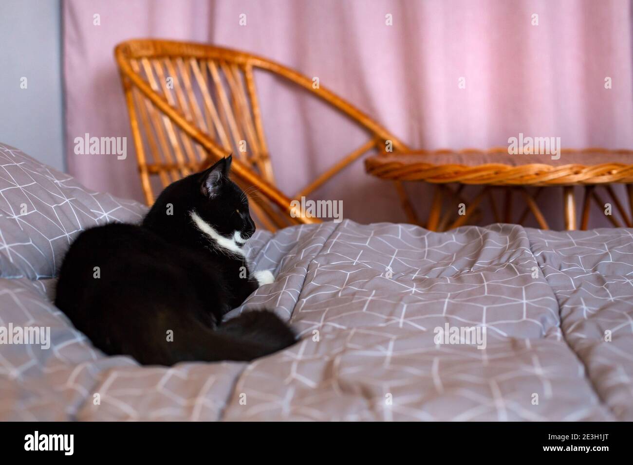 Un chat noir et blanc se trouve sur un lit dans une chambre intérieure confortable. Banque D'Images