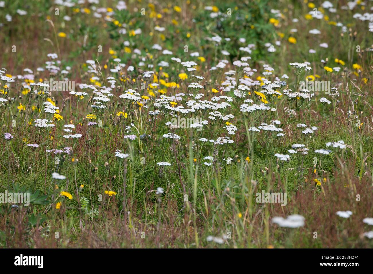 Schafgarbe, Gewöhnliche Schafgarbe, Wiesen-Schafgarbe, Schafgabe, Achillea millefolium, yarrow, Common Yarrow, Achillée millefeuille, la Millefeuille, Banque D'Images