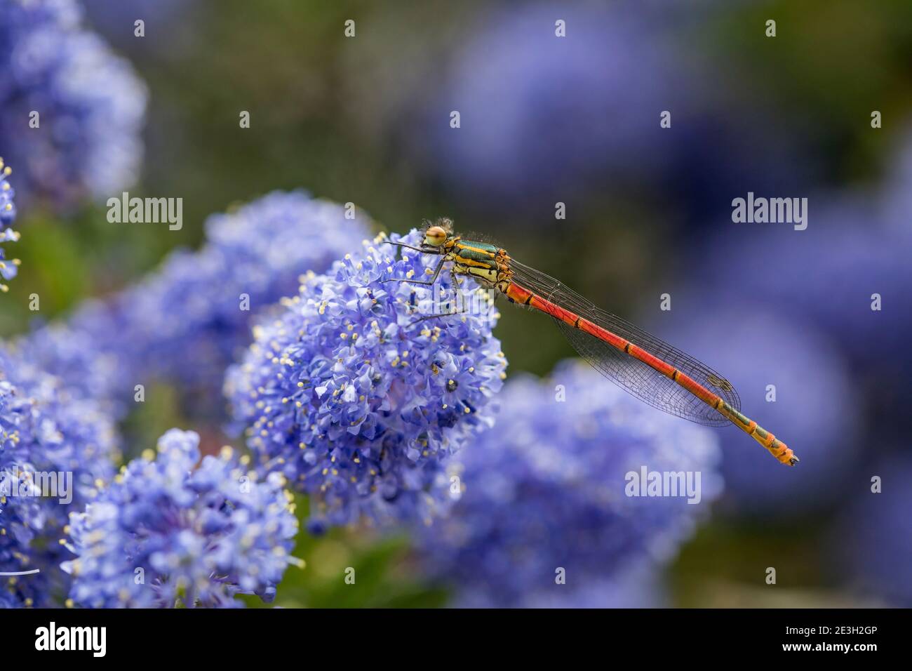 Grand Damselfly rouge ; Pyrhosoma nymphula ; on Ceanothus Flower ; Royaume-Uni Banque D'Images